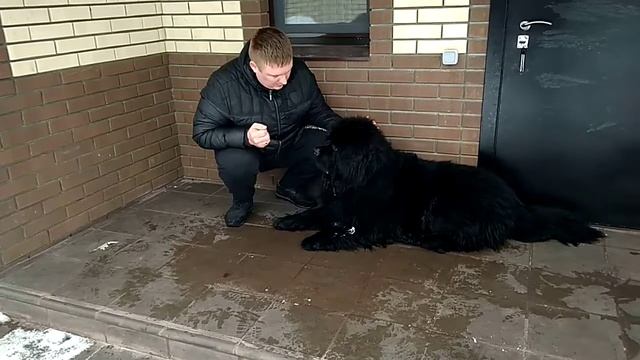 Дрессировка собак -первое занятие смотреть онлайн