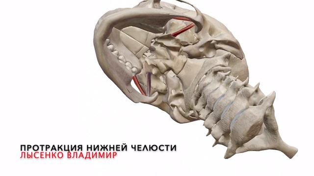 Как происходит протракция (движение нижней челюсти вперед) в ВНЧС. Височно-нижнечелюстной сустав 3D смотреть онлайн