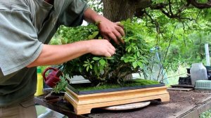 Schefflera Bonsai, July 2014