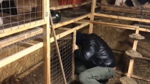 Обзор автономного курятника.Живые бактерии в подстилке.Результат поразил!!!