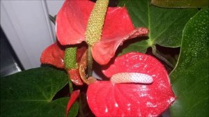 Продолжение показа антуриумов в коллекции у нашего администратора. Часть 2