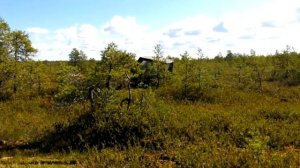 Болотоход "Пелец" преодолевает болота