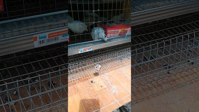 Содержание перепелов на улице, купание перепелов в песке с золой смотреть онлайн