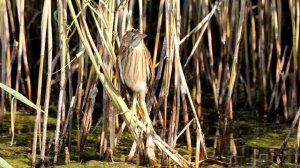 Молодая большая выпь(Botalurus stellaris). Птицы Беларуси.