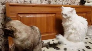 Леся и Сёма - Нечего лапы распускать