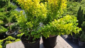 обзор на  сказочный Барбарис Тунберга Мария .