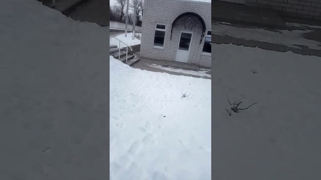 SOS. Агрессивные собаки Нападают на жителей в ПГТ Карла Либкнехта SOS!!! смотреть онлайн