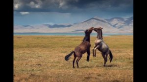 Степь (казахская песня)