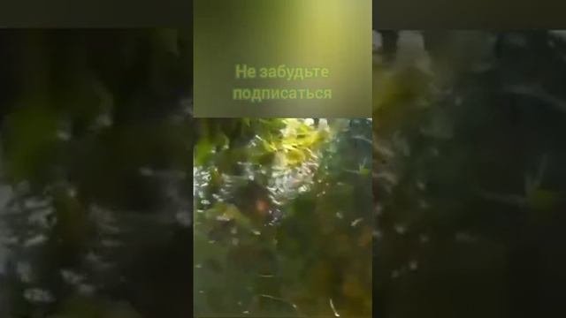 Рыбы в пруду.