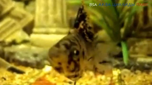 АКВАРИУМНЫЕ РЫБКИ МОЛЛИНЕЗИИ смотреть онлайн