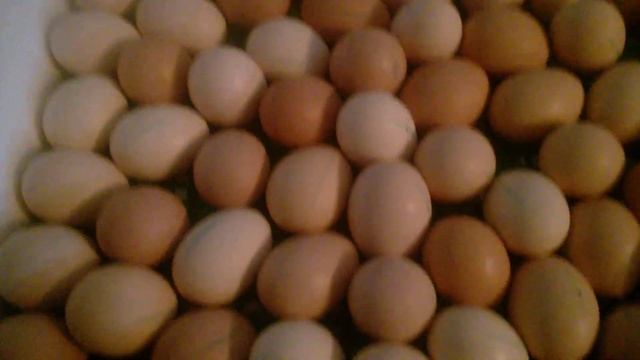 Инкубация куриных яиц !Важно 6 день инкубации . Что необходимо знать ! смотреть онлайн