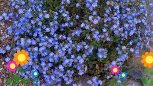 Вероника цветоножковая Джорджия Блу. Краткий обзор, описание veronica spicata Georgia Blue