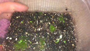 Стрептокарпус 24.04.18 Всходы стрептокарпуса