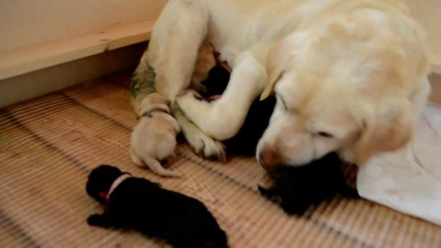 Лабрадор новорожденные щенки смотреть онлайн