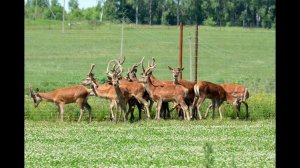 Разведение оленей. Период случки и отела оленей. Охотхозяйство Днепр-Холм