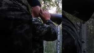 охота на лося в период гона. что для этого необходимо.