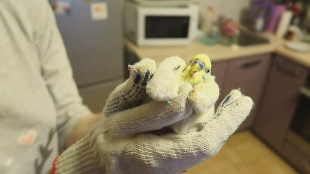 КАК ДАТЬ ЛЕКАРСТВО ВОЛНИСТОМУ ПОПУГАЮ | КАК ПРАВИЛЬНО ДЕРЖАТЬ ПОПУГАЯ | Aoi Inko