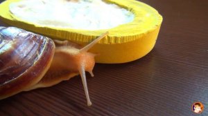 Ахатинские улитки Наш домашний питомец