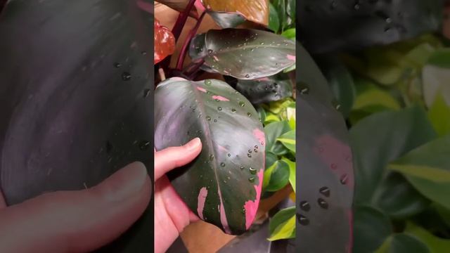 Филодендрон Розовая Принцесса / Philodendron pink princess смотреть онлайн