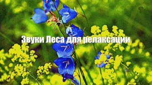 Звуки Леса для релаксации, сна, Медитации