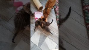 Котята кушают батат. Первый прикорм у котят. Котята - метисы бенгальской кошки.