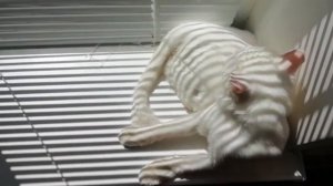 Почему кошка закапывает миску? | Что делать если кошка закапывает еду?