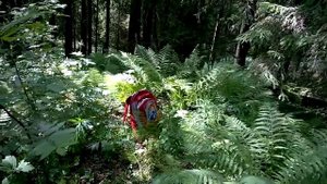 Самая высокая точка Ленинградской области - на вершине горы Гапсельга - 6 ч из 9