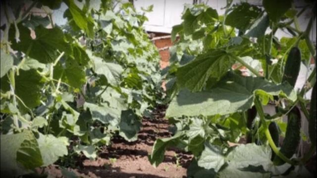 Огурец сорта кураж особенности посадки и выращивания смотреть онлайн