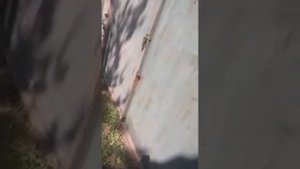 Красивейшее растение КАМПСИС , разрушающее дома!  дружите с этой лианой  правильно!