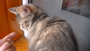 Какой запах боятся кошки?  Смотрите интересное видео
