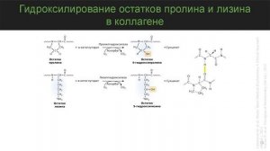 Биохимия внеклеточного матрикса