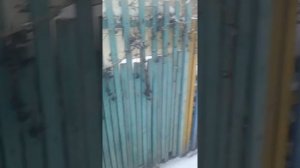 Девичий виноград зимой.