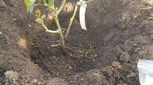 Сажаю розы на ПМЖ/ Весенняя посадка роз в грунт/Как посадить розу весной