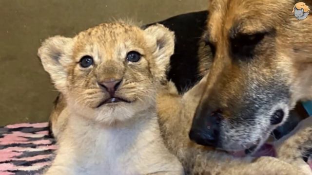 Собака усыновила двух львят и вырастила их как своих. смотреть онлайн