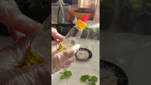 Сохраняем и размножаем черенкованием.