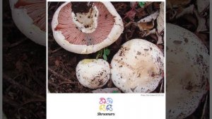 Field mushroom (Agaricus campestris) | Sensory | Practical Short Profile | Shroomers