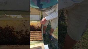 Изоляция маток на зиму по методу братьев Марченко. Молдова.