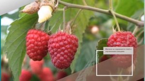 Малина Мишутка - описание сорта