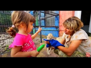 Ангелина помогает кормить  СПАСЁННОГО ЛЬВЁНКА!