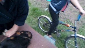 i Клещи напали на Собаку Как правильно удалить клеща The mites attacked the dog 20180512