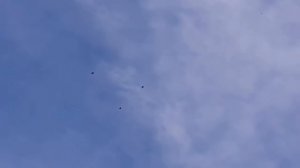 Голуби Артамоны