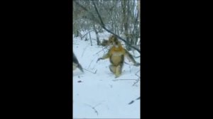 Животные Китая ☺