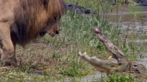 Нильский крокодил, животные Африки, нильский крокодил интересные факты