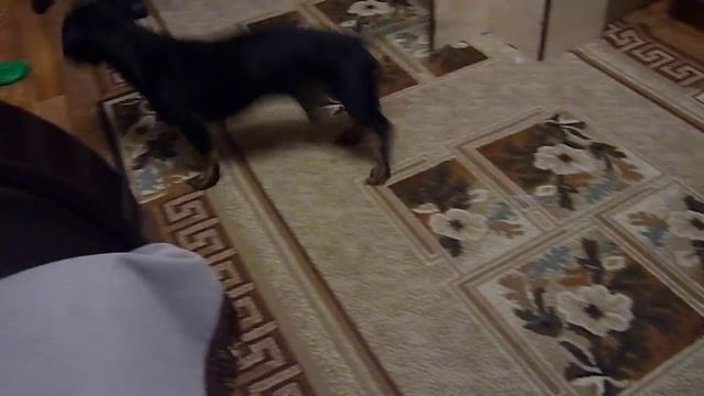 Гулять пойдем? Сикать пойдем? смотреть онлайн