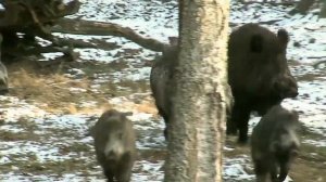 Интересные факты о кабанах.