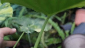 Alocasia odora variegata