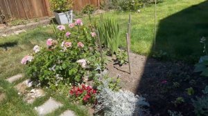 Digging Simple and Low-Budget Flower Beds: Part 2 / Zone 8 (PNW)