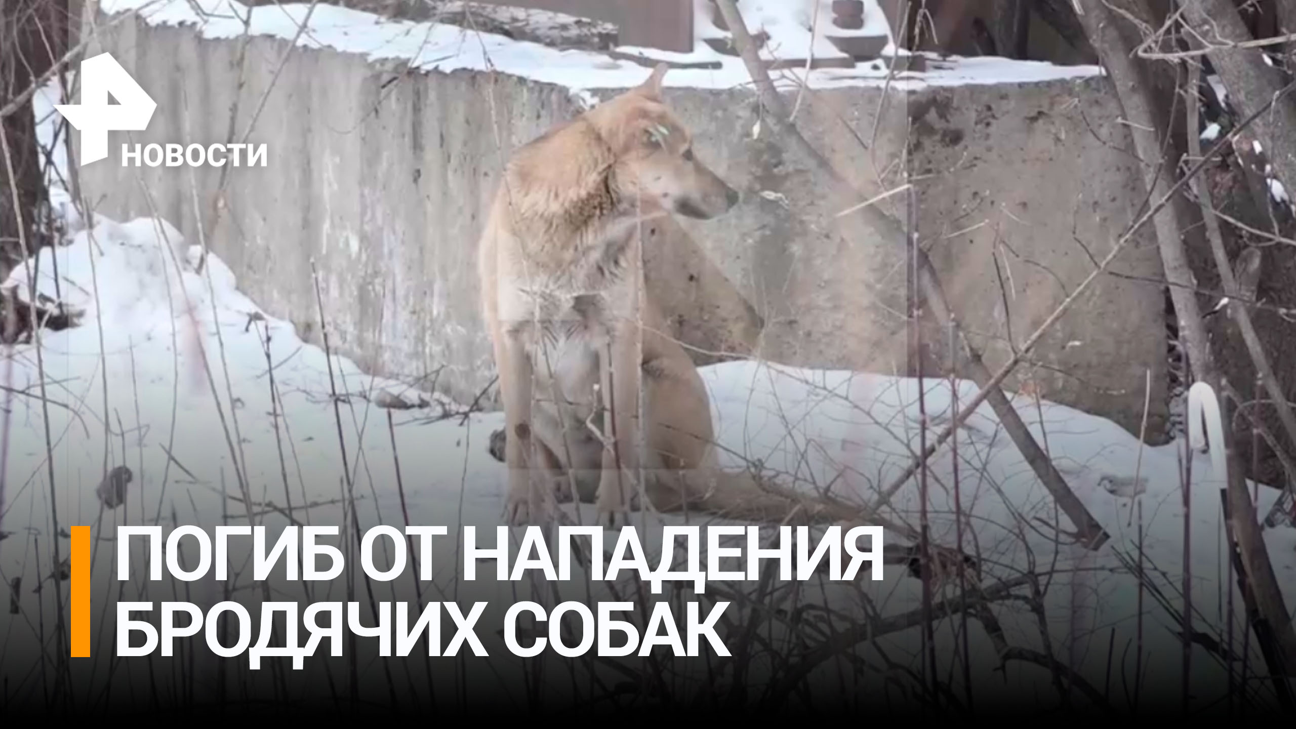 Мужчина погиб после нападения стаи бездомных собак в Хабаровске. Возбуждено уголовное дело / РЕН