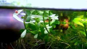 #Aquarium. Черный фантом.