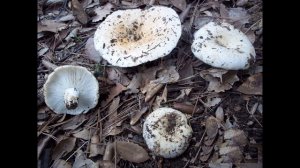 Russula chloroides